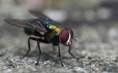 Flies in the window of a property could be a sign of death