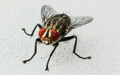 Why are flies attracted to bodies, and why you will need a clean up after death?
