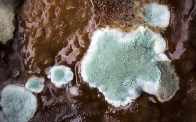 Health Issues? Reduce the Risk – Why You May Need A Hoarding Clean Up Service