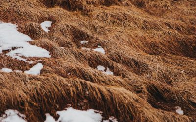 Flood and Sewage Clean Up – Beating the Thaw