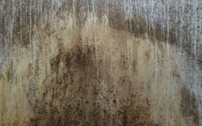 Is Mould in the Home a Biohazard?