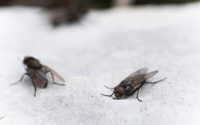 The Signs of Tragedy: Flies in the Property