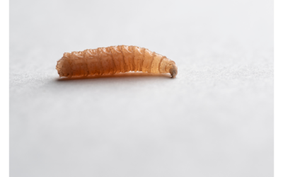 The Challenge Of Maggots At An Undiscovered Death