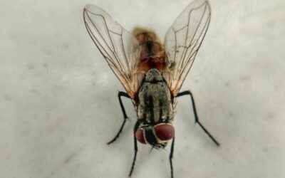 Insects and Unattended Death Cleanup