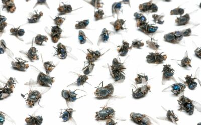 Unattended Death and Flies: The Signs with Trauma Cleanup