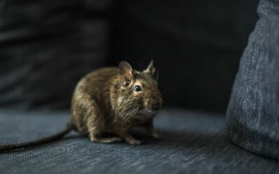 Hoarders and Rodents: How Hoarding Clean Up Can Help