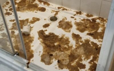 Why DIY Flood and Sewage Clean up Can Be Dangerous