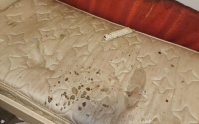 The Chemistry of Cleaning: Neutralising Pathogens in Death Clean up