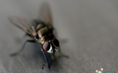The Significance of Flies and Maggots in Unattended Death Cleanup