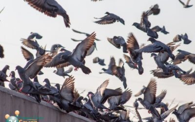 Why Pigeon Guano Cleaning Is a Must for Your Property