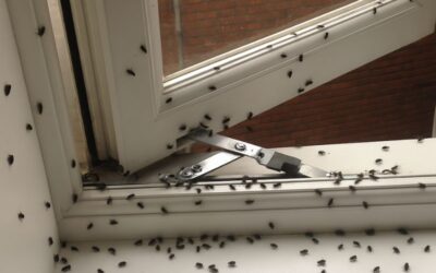 Managing Death Clean up and Dealing with Flies in Summer