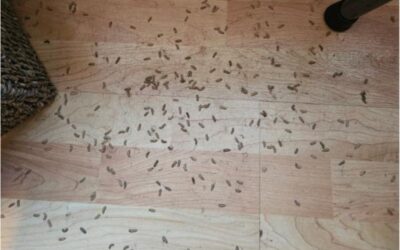 Maggots and the Importance of Professional After Death Cleaners